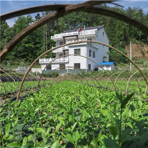 恨水茶業公司有機茶苗基地